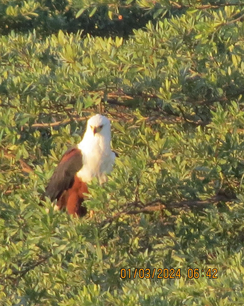 African Fish-Eagle - ML616550017