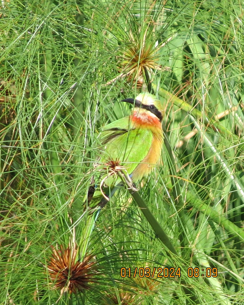 Little Bee-eater - ML616550068
