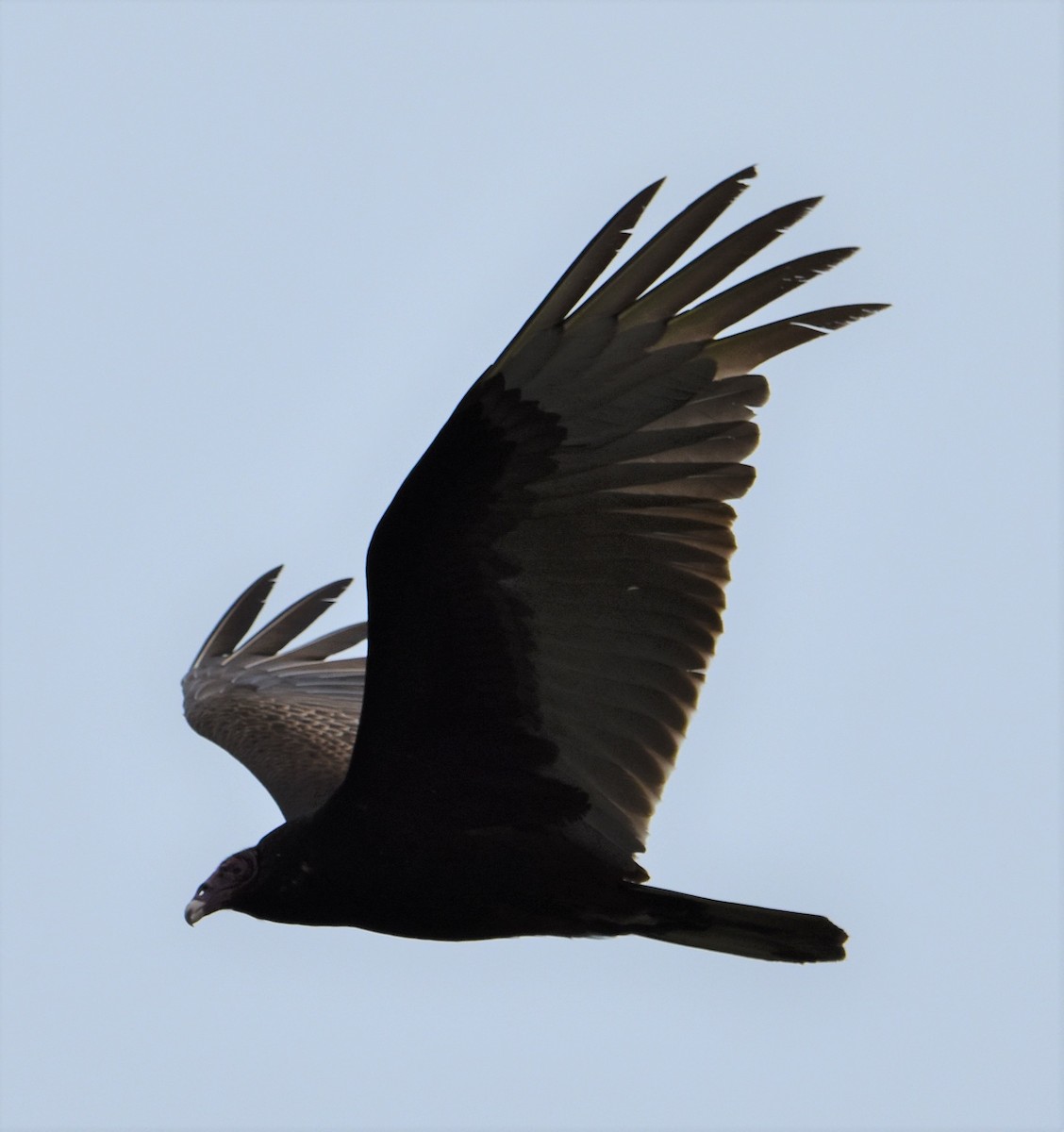 Turkey Vulture - ML616550072