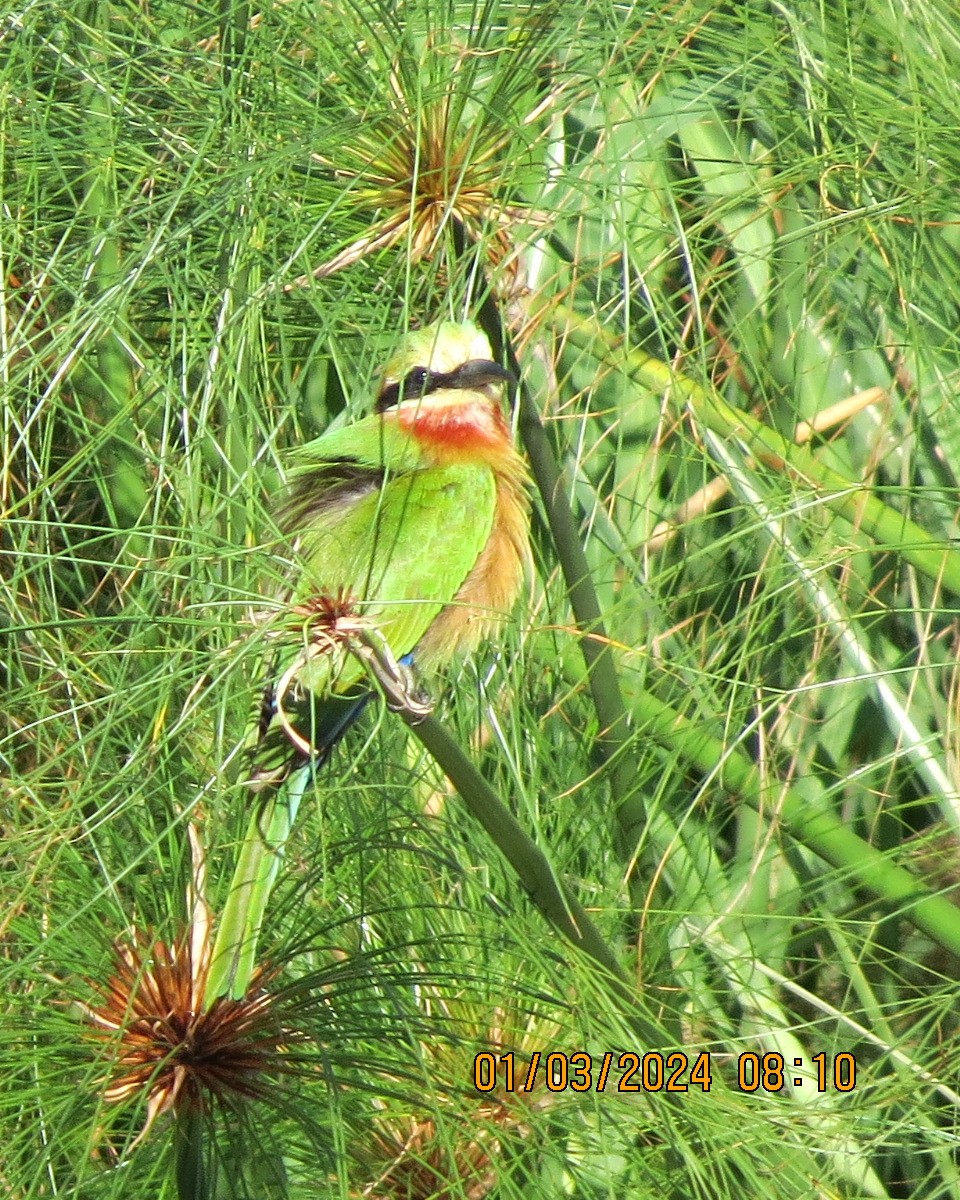 Little Bee-eater - ML616550073