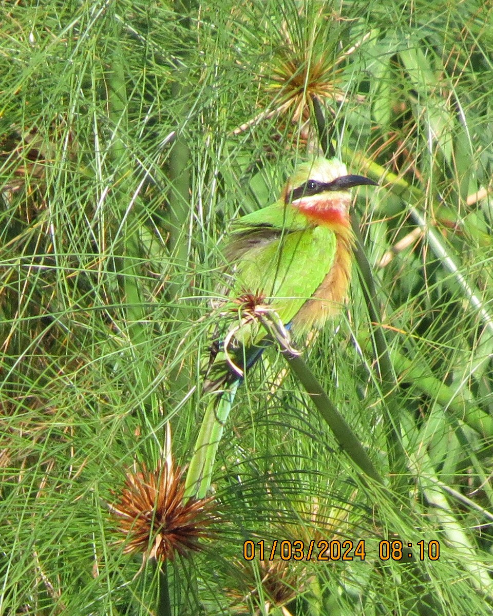 Little Bee-eater - ML616550075