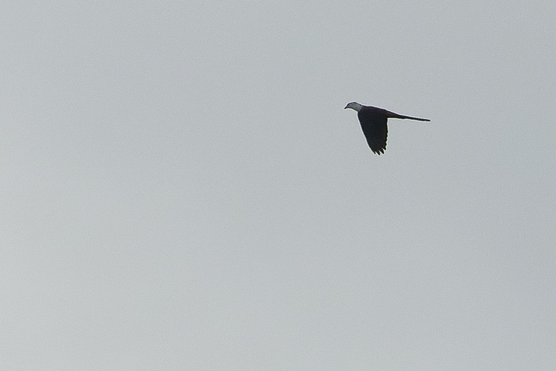 Great Cuckoo-Dove - ML616550090