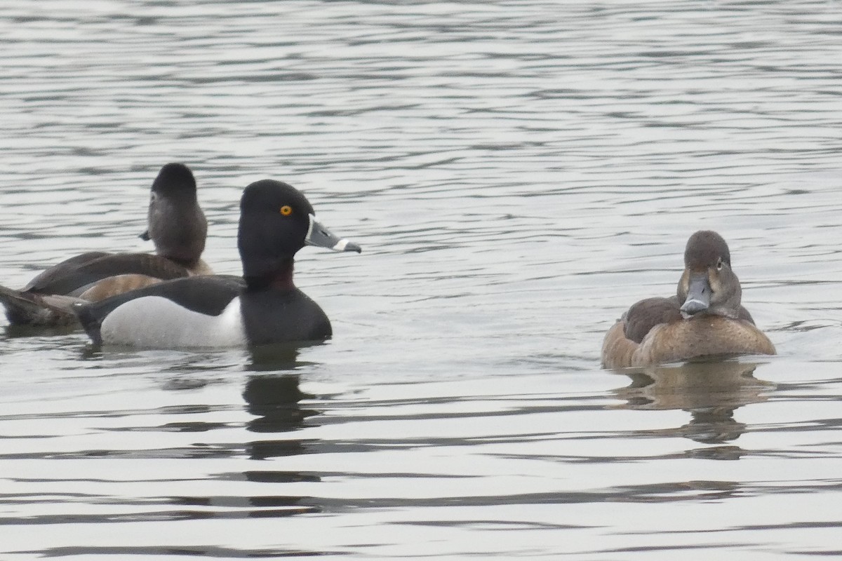 Ring-necked Duck - ML616550104