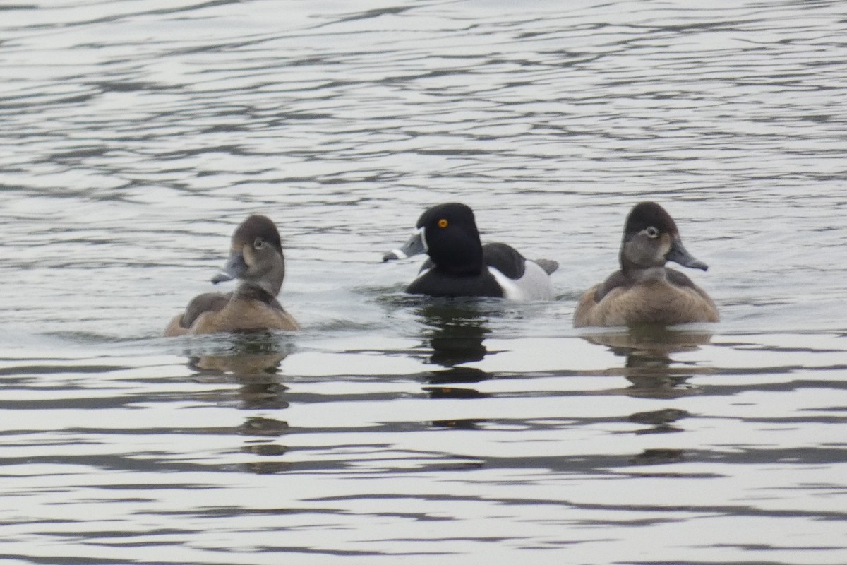 Ring-necked Duck - Anonymous