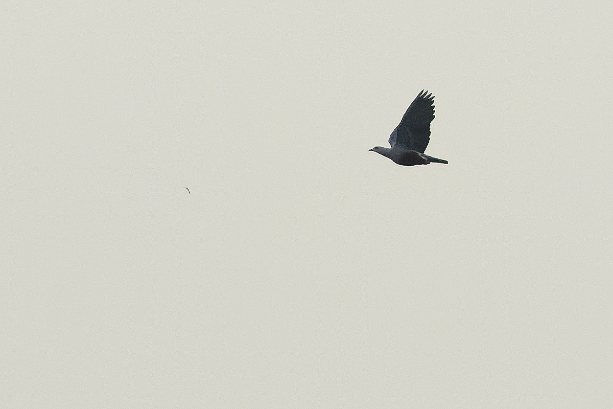 holub stromový (ssp. pinon/jobiensis) - ML616550126