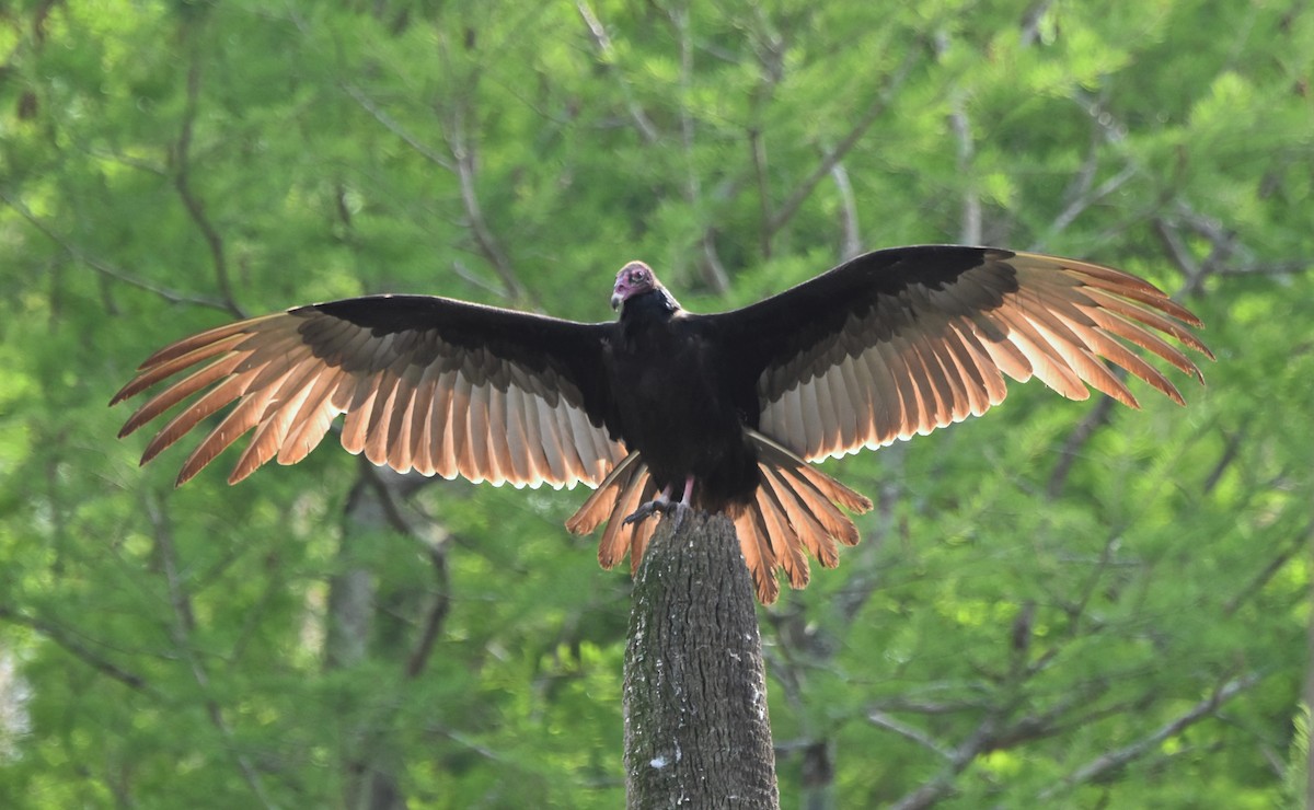 Turkey Vulture - ML616550139
