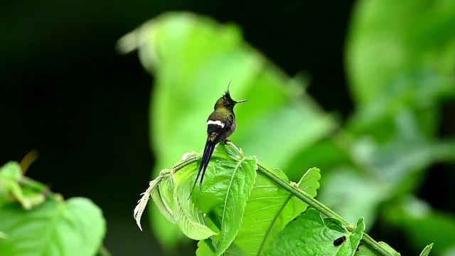 kolibřík ostrochocholatý - ML616550175