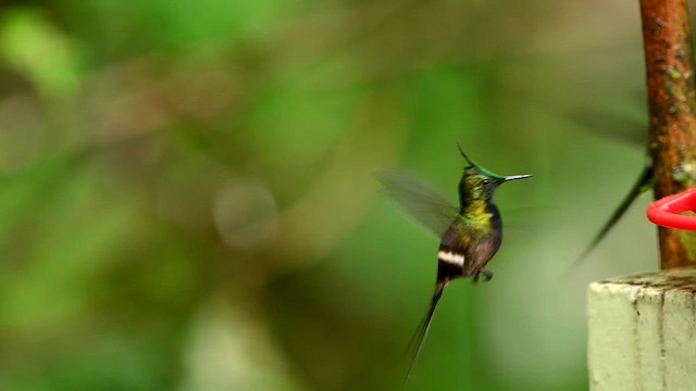 kolibřík ostrochocholatý - ML616550183