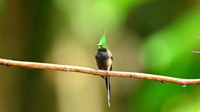 Wire-crested Thorntail - ML616550194