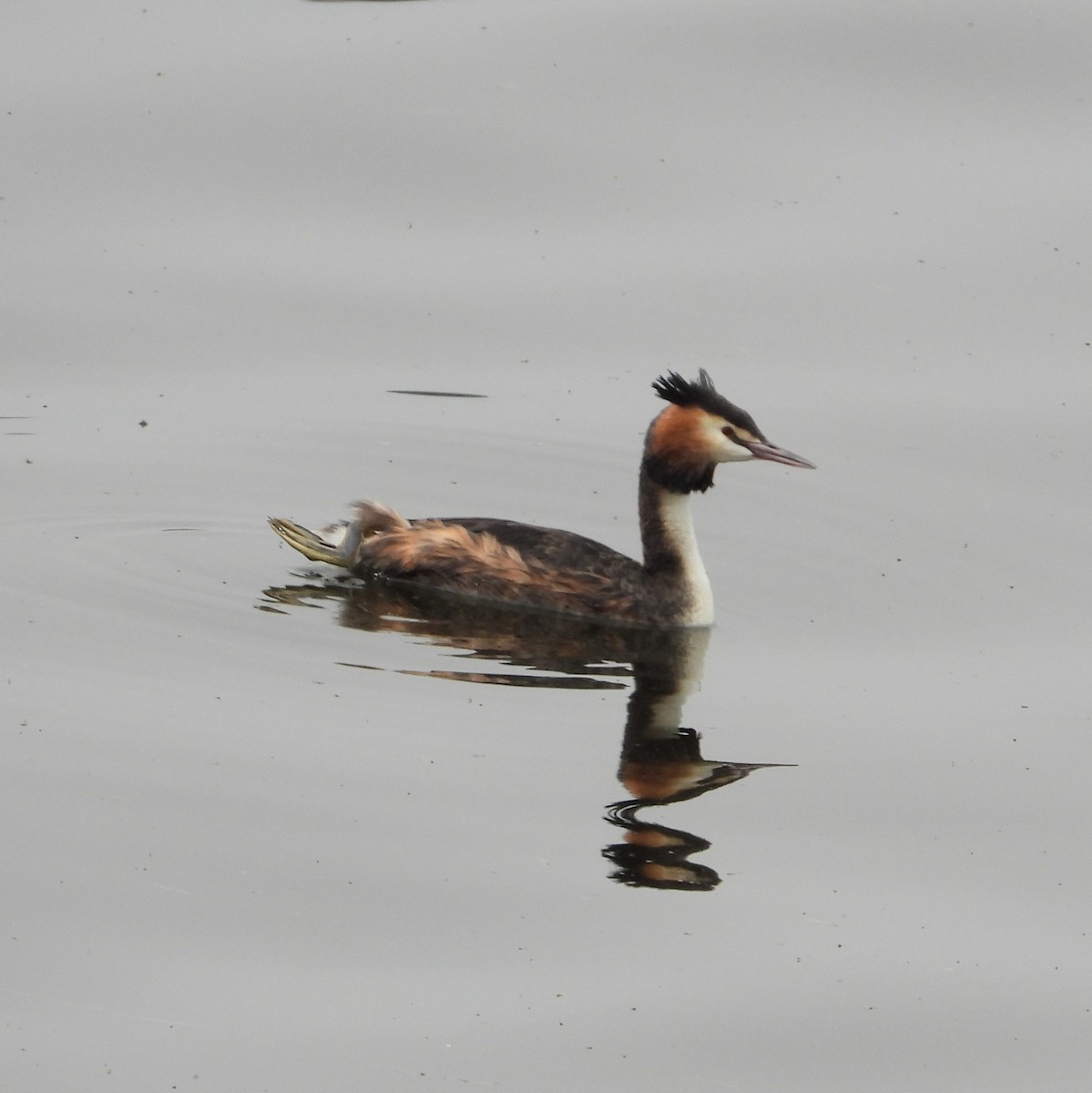 Great Crested Grebe - ML616550226