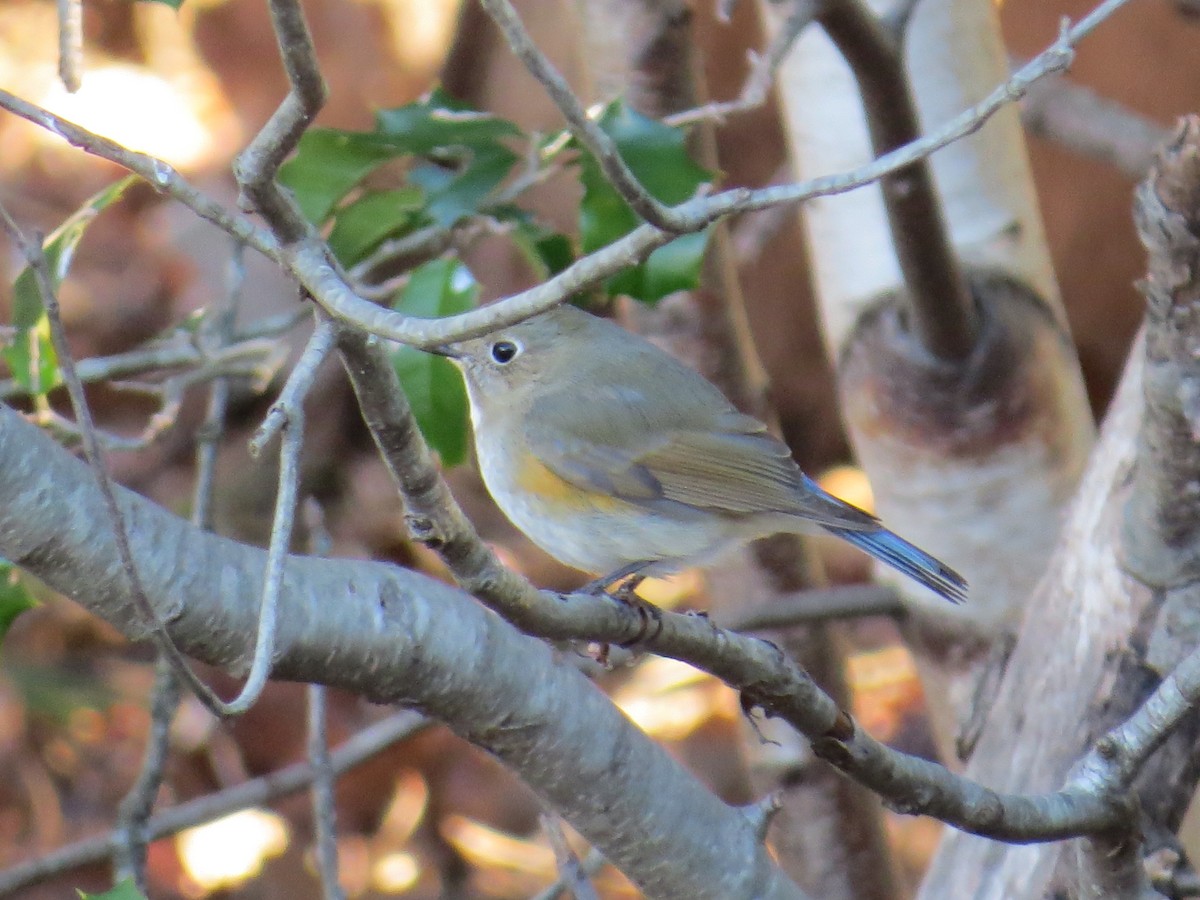 Red-flanked Bluetail - ML616550264