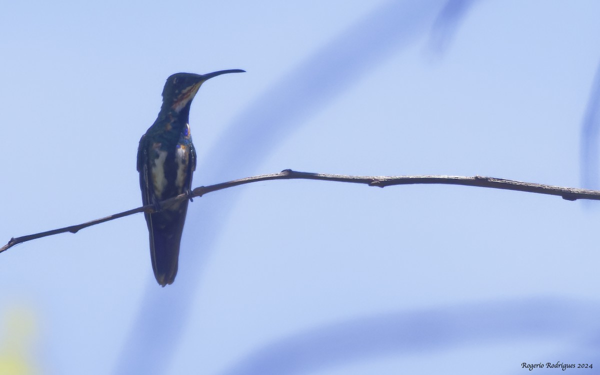kolibřík lesklý - ML616550268
