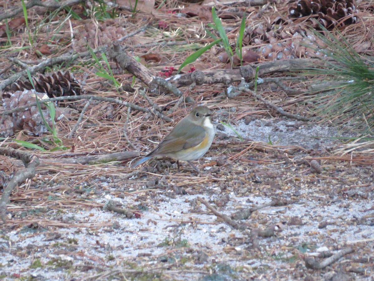 Red-flanked Bluetail - ML616550269