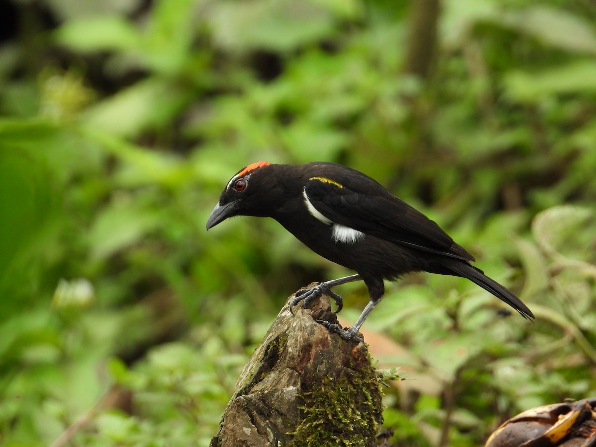 Scarlet-browed Tanager - ML616550331