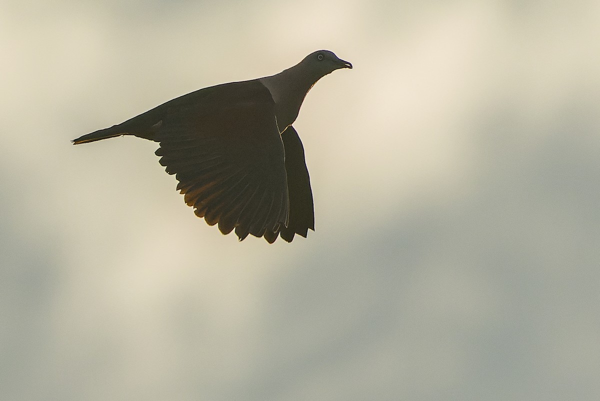 Zoe's Imperial-Pigeon - Joachim Bertrands