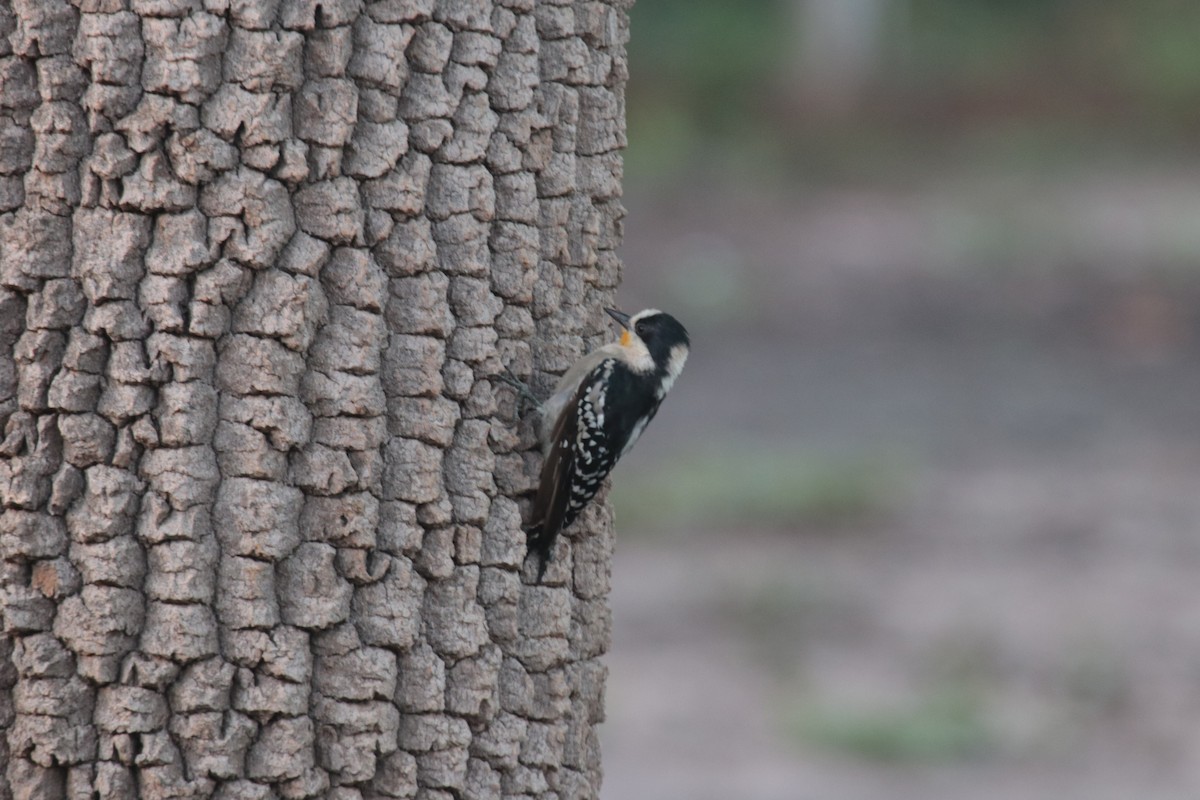 White-fronted Woodpecker - ML616550403