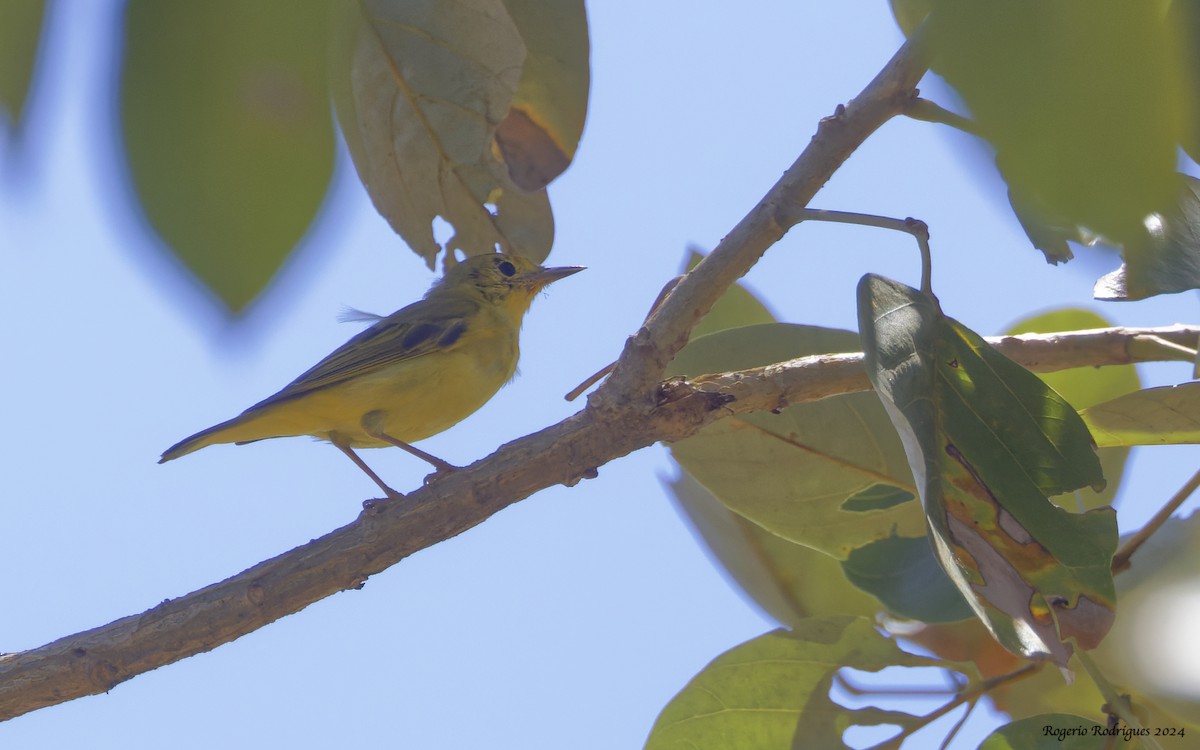 Prothonotary Warbler - ML616550475
