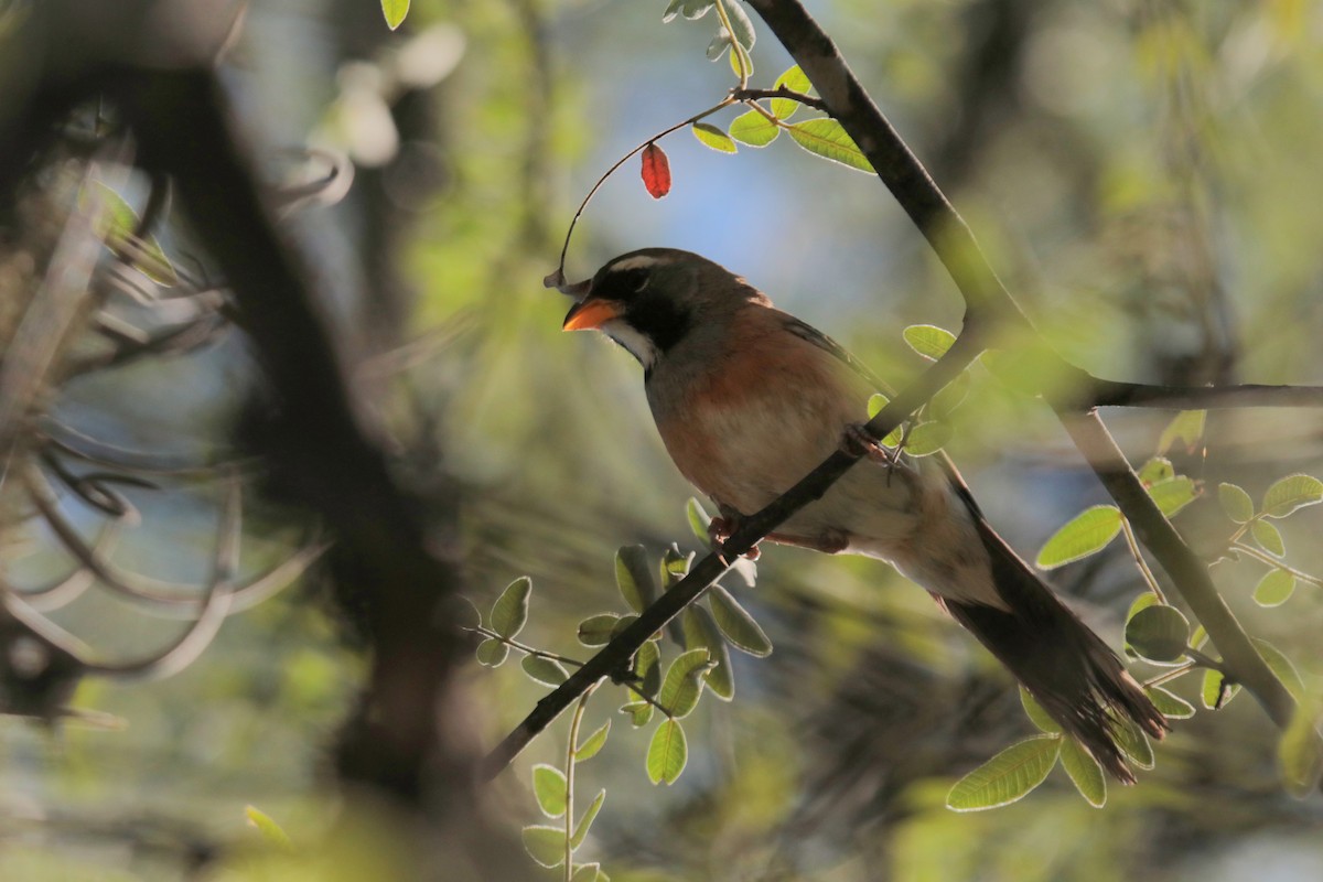 Many-colored Chaco Finch - ML616550516