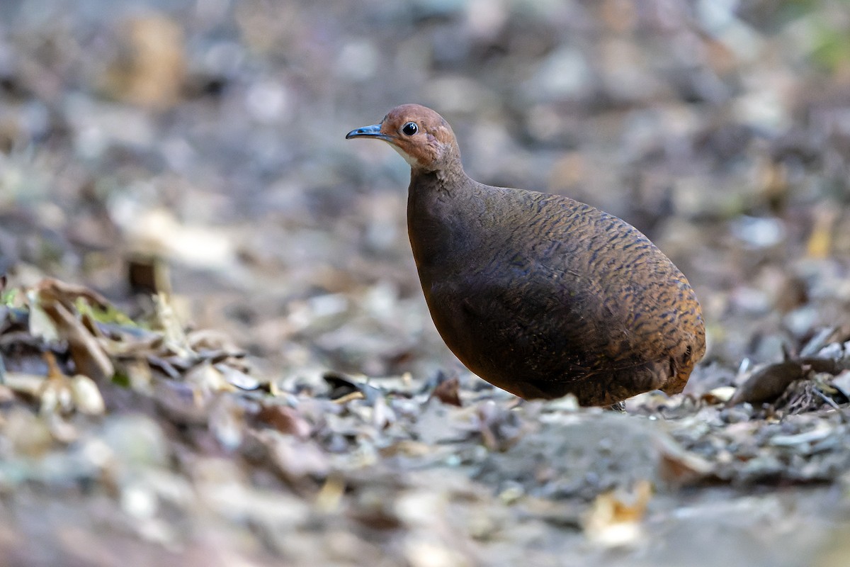 Tawny-breasted Tinamou - Daniel López-Velasco | Ornis Birding Expeditions