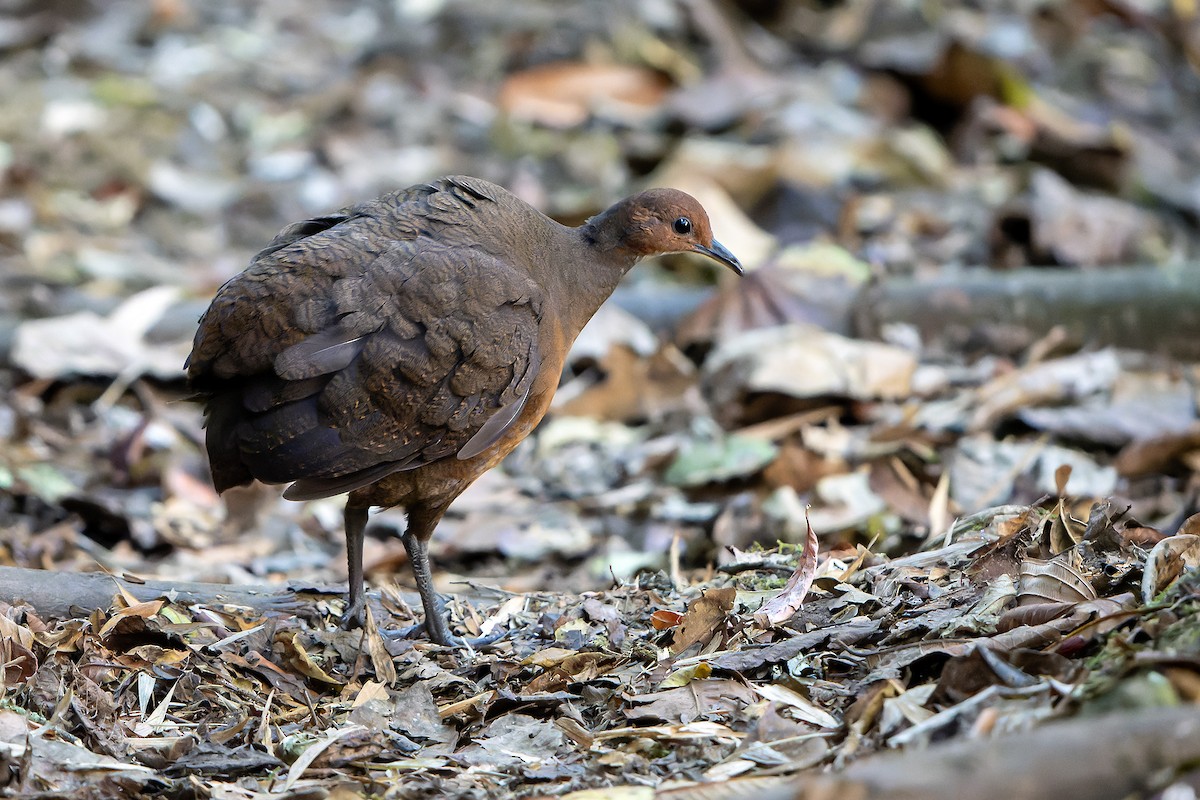 Tawny-breasted Tinamou - Daniel López-Velasco | Ornis Birding Expeditions