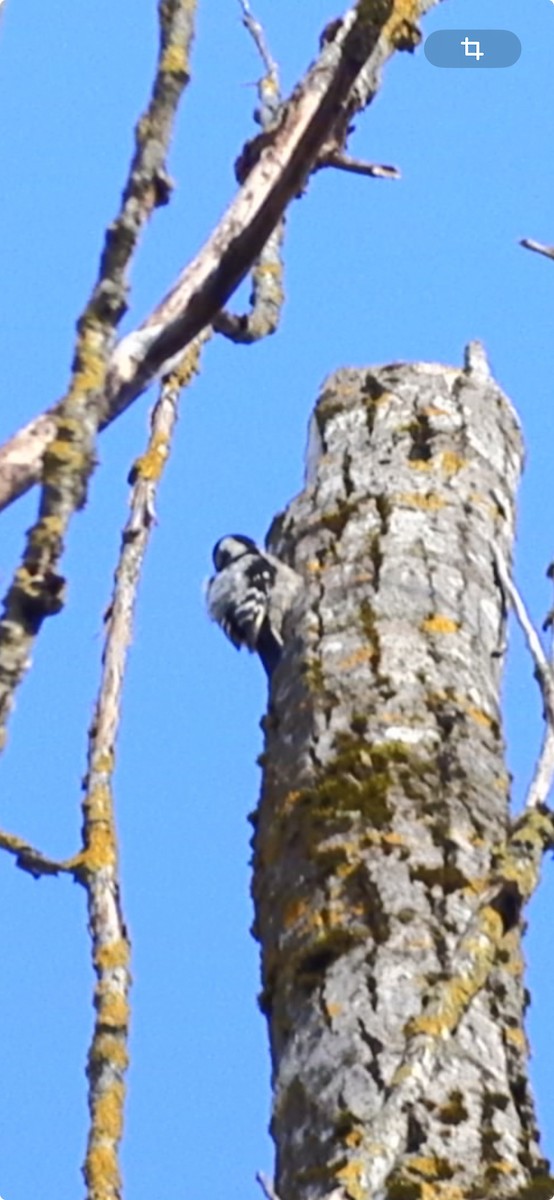 Lesser Spotted Woodpecker - ML616550540