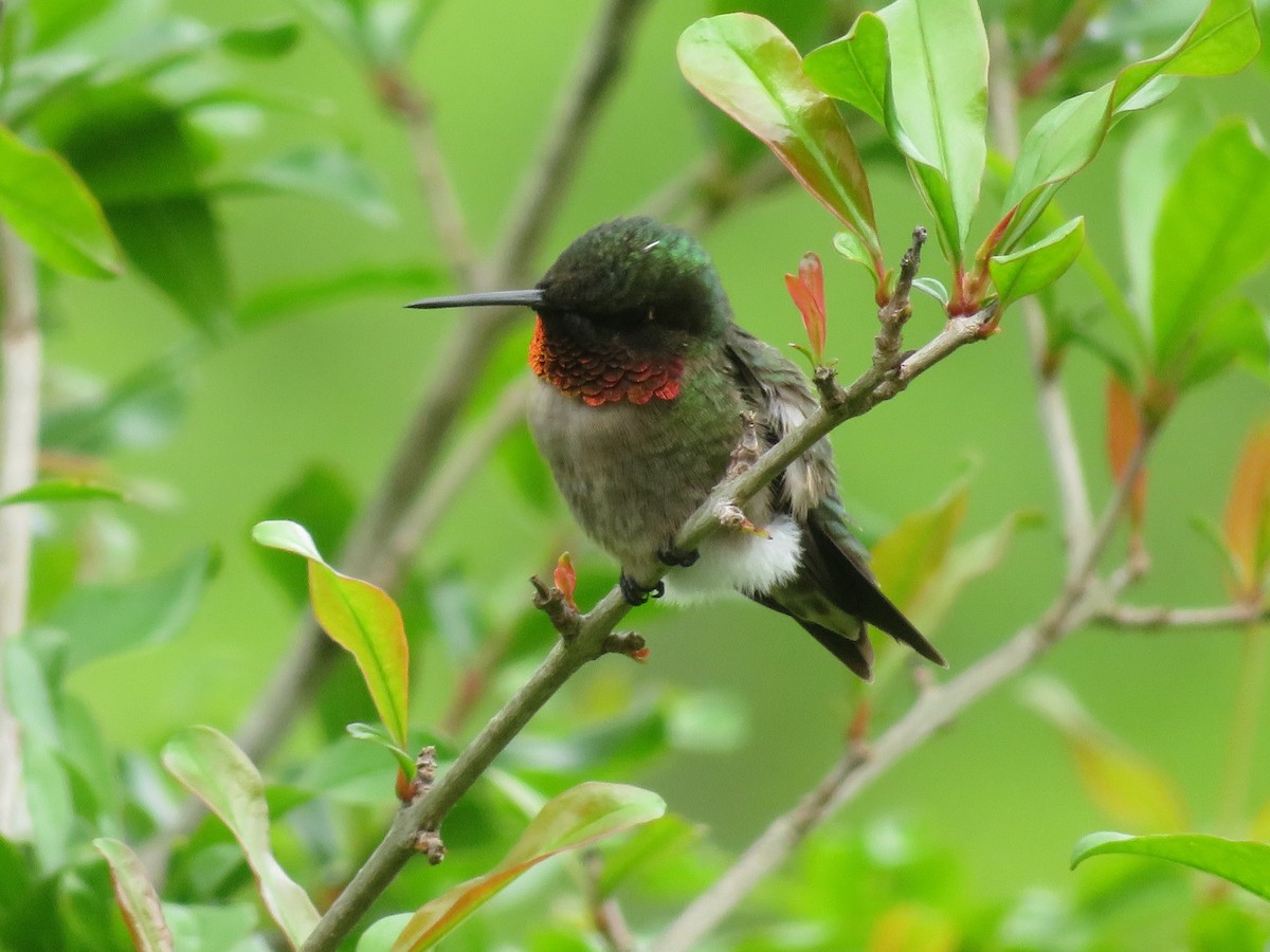 Ruby-throated Hummingbird - WARREN MENDENHALL