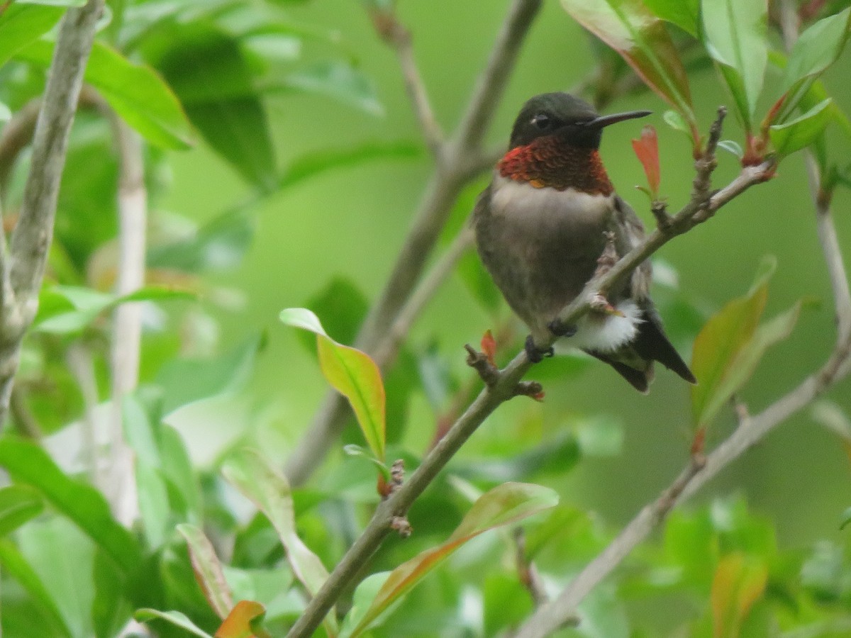 Ruby-throated Hummingbird - ML616550568