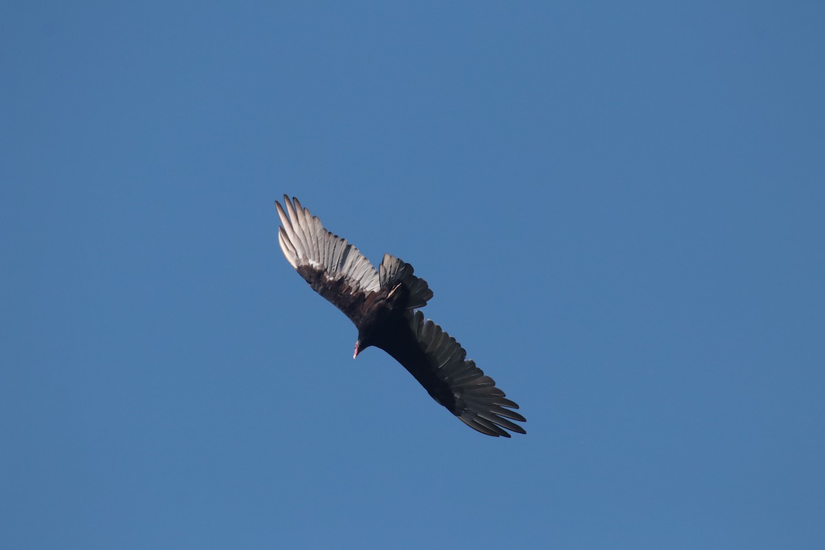 Turkey Vulture - ML616550569