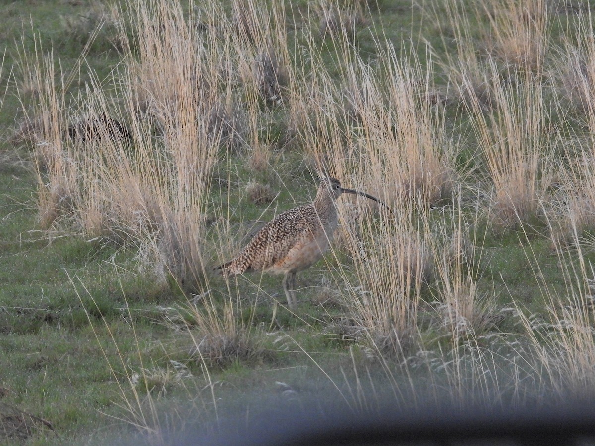 Long-billed Curlew - ML616550596