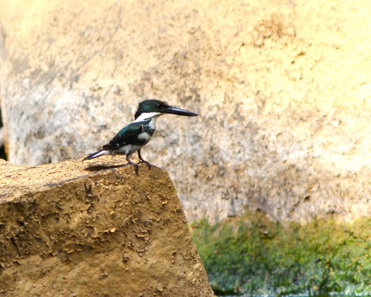 Green Kingfisher - Miska Nyul