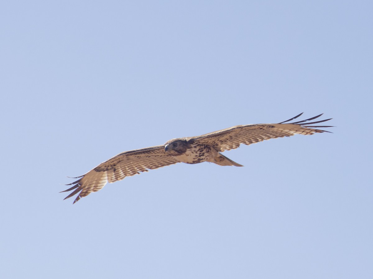 Red-tailed Hawk (calurus/alascensis) - Angus Wilson