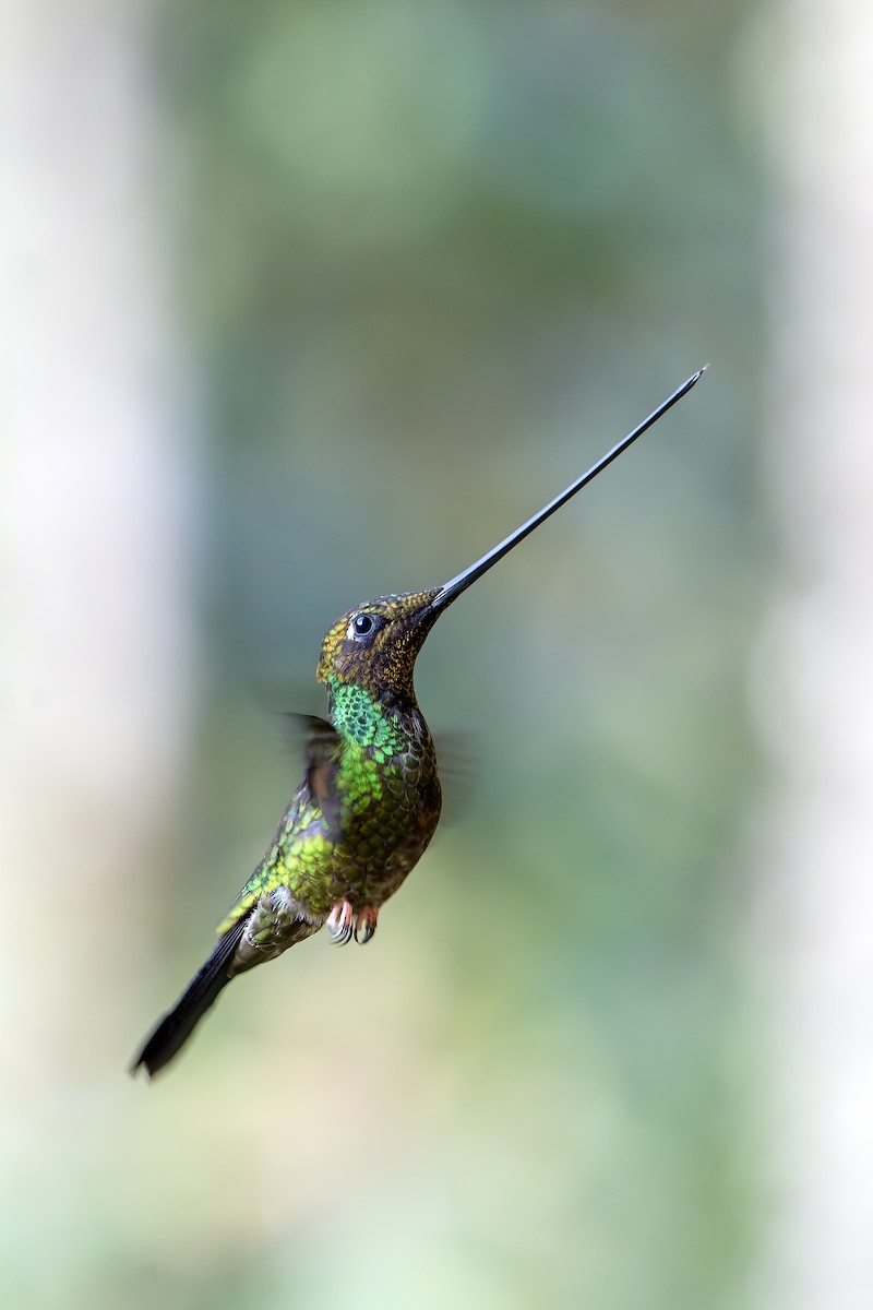 Sword-billed Hummingbird - ML616550737