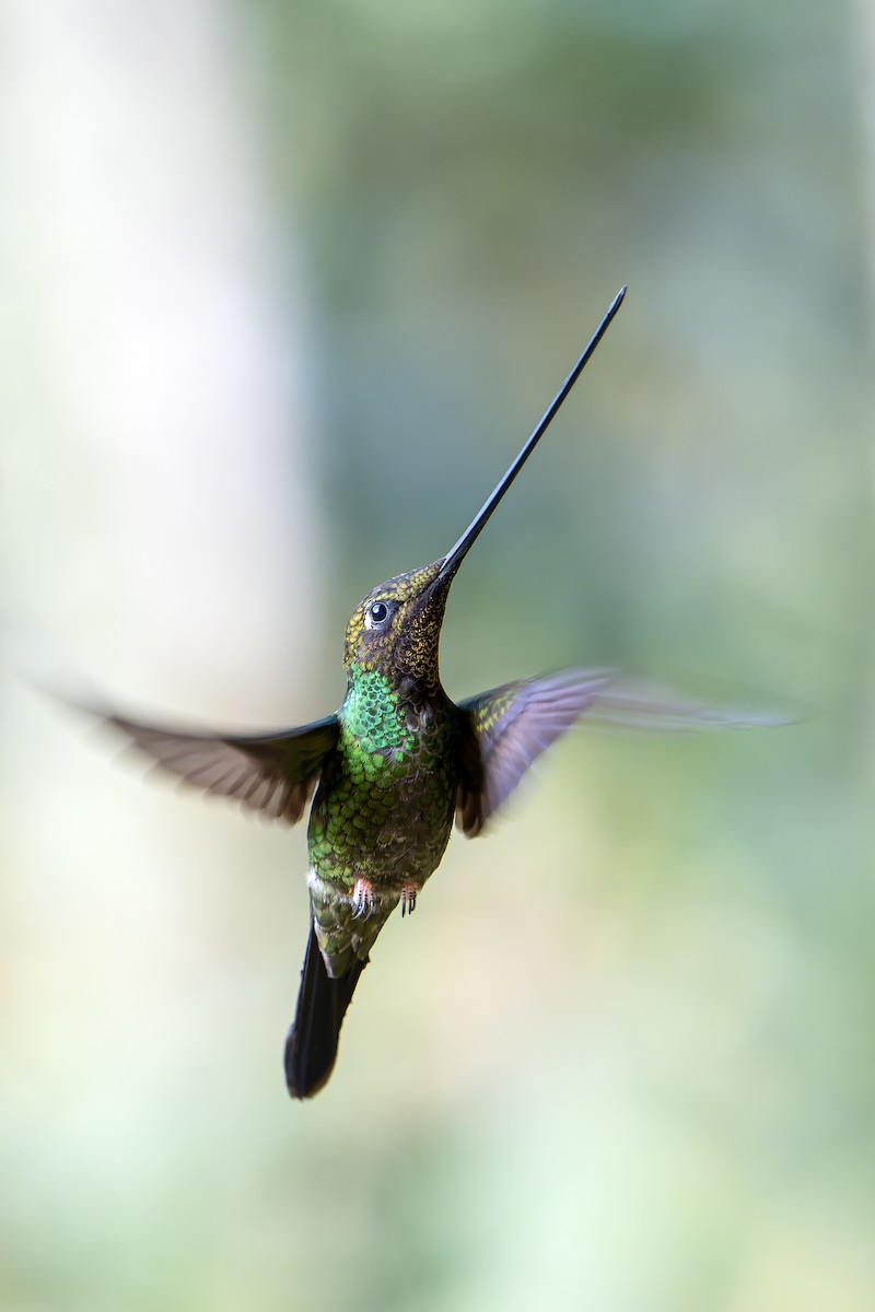 Sword-billed Hummingbird - Daniel López-Velasco | Ornis Birding Expeditions