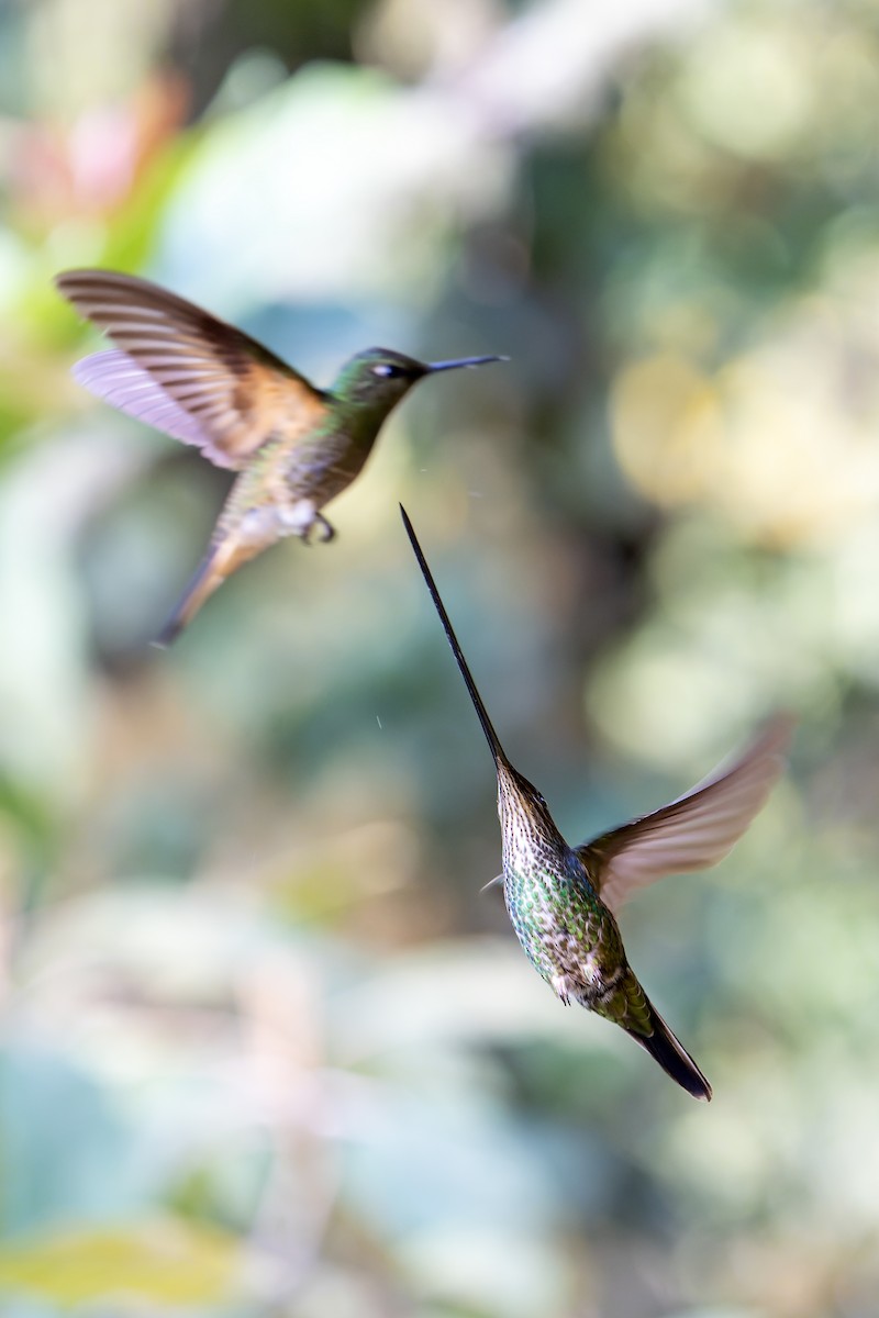 Sword-billed Hummingbird - ML616550739