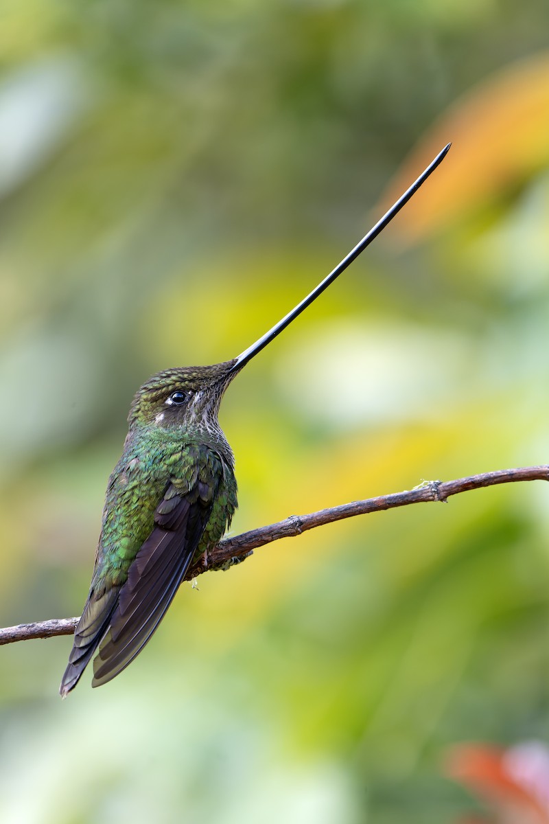 Sword-billed Hummingbird - ML616550741