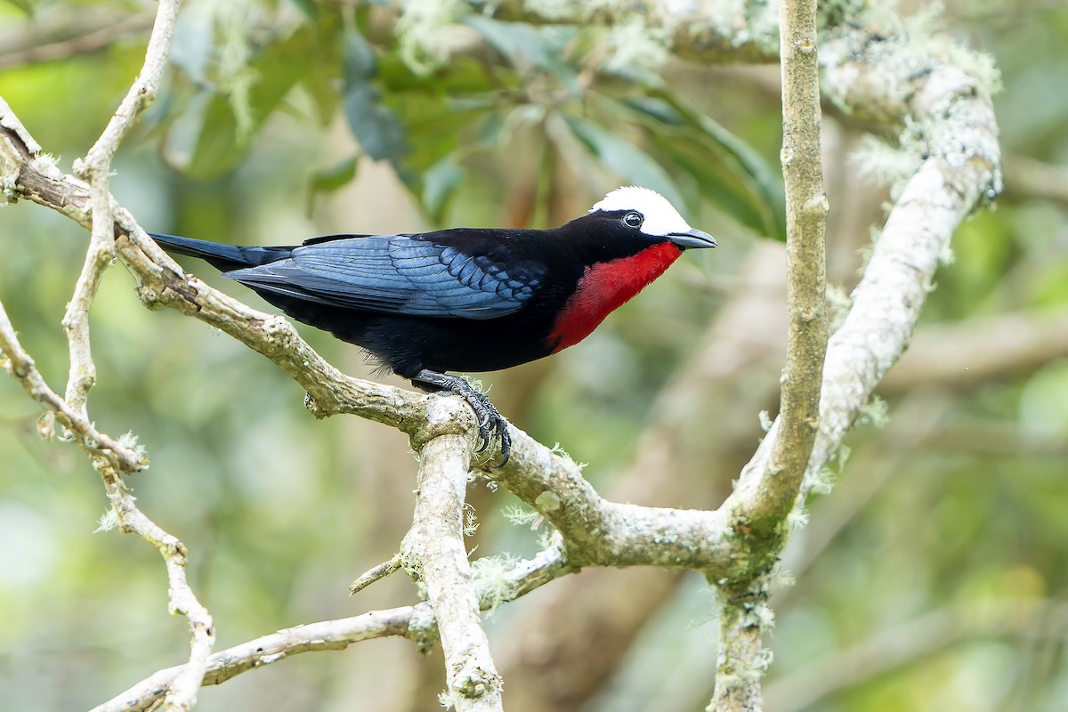 White-capped Tanager - ML616550851