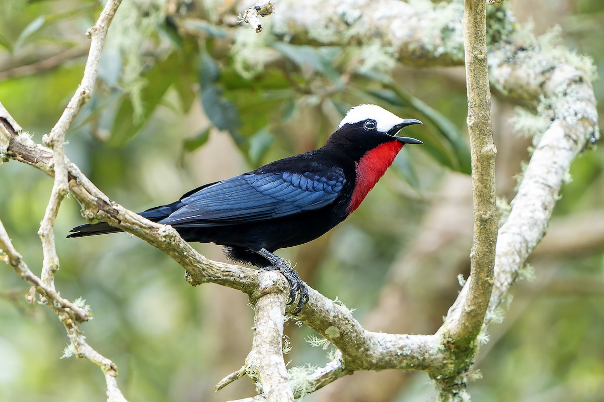 White-capped Tanager - ML616550852