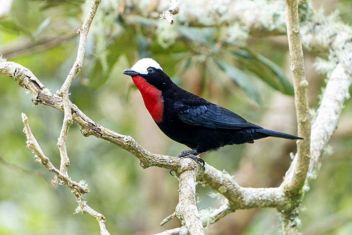 White-capped Tanager - ML616550853