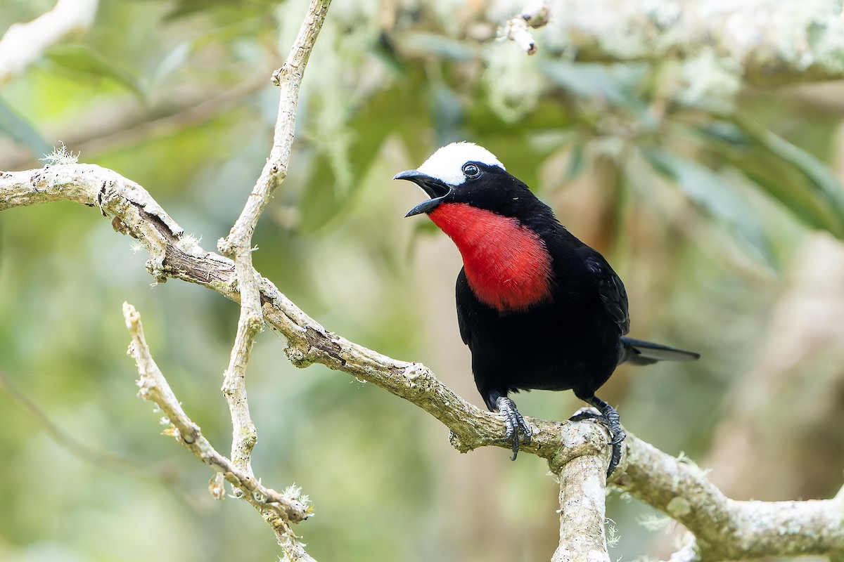 White-capped Tanager - ML616550866