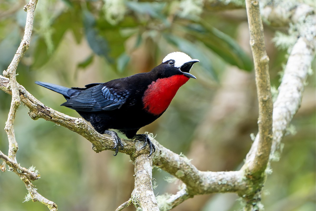 White-capped Tanager - Daniel López-Velasco | Ornis Birding Expeditions