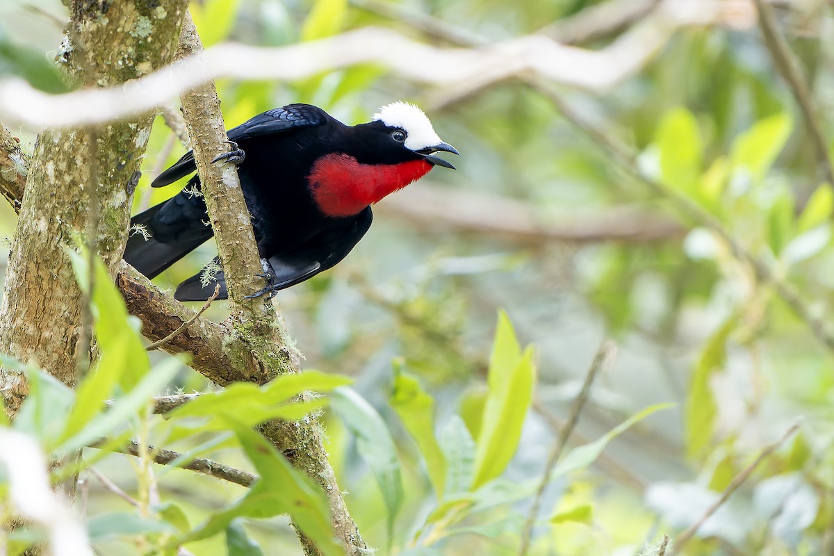 White-capped Tanager - Daniel López-Velasco | Ornis Birding Expeditions
