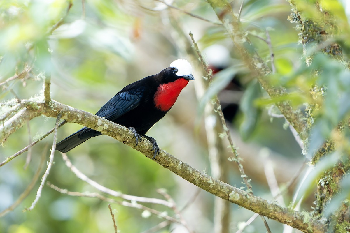 White-capped Tanager - ML616550878