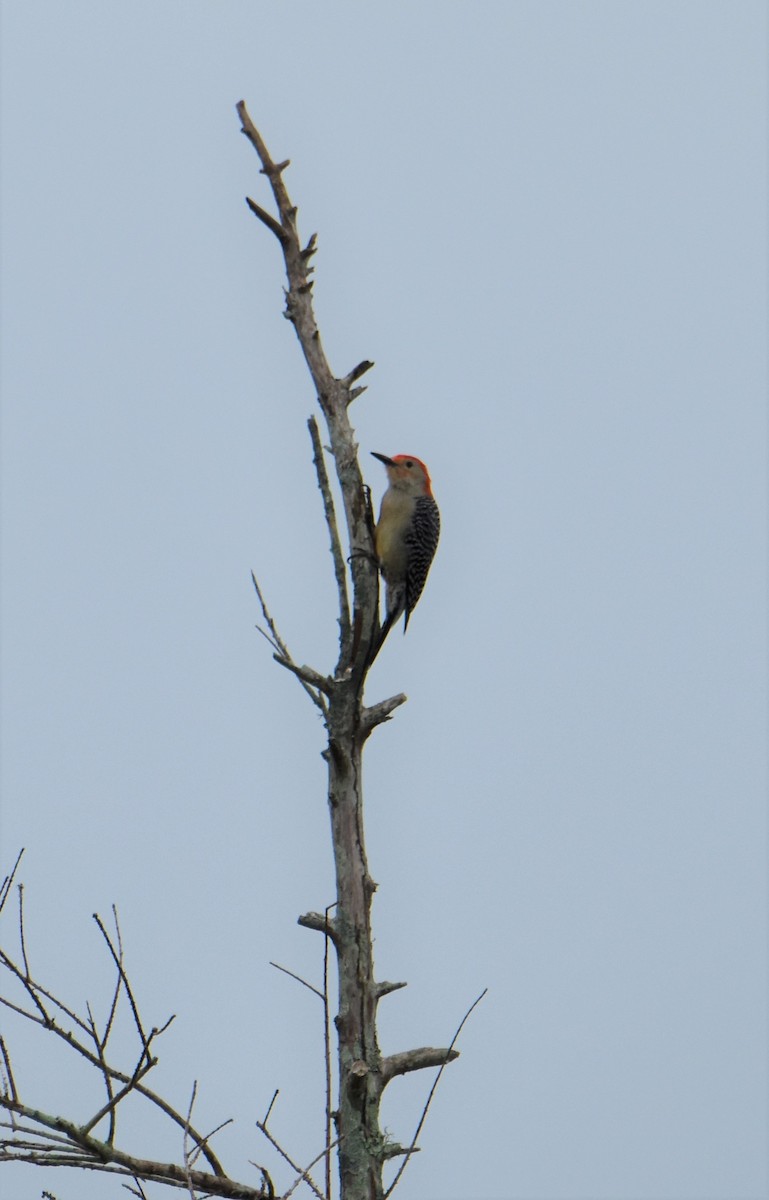 Red-bellied Woodpecker - ML616550941