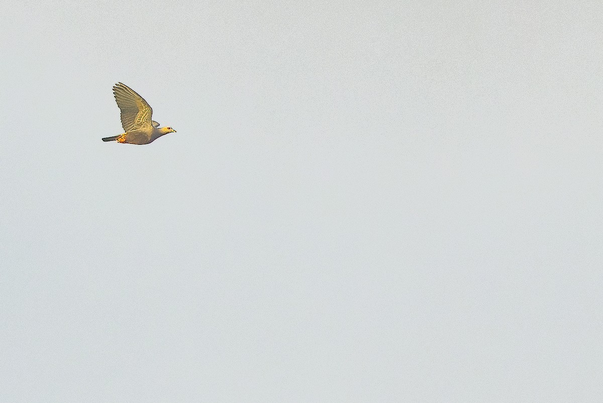Красноглазый плодовый голубь (pinon/jobiensis) - ML616550964