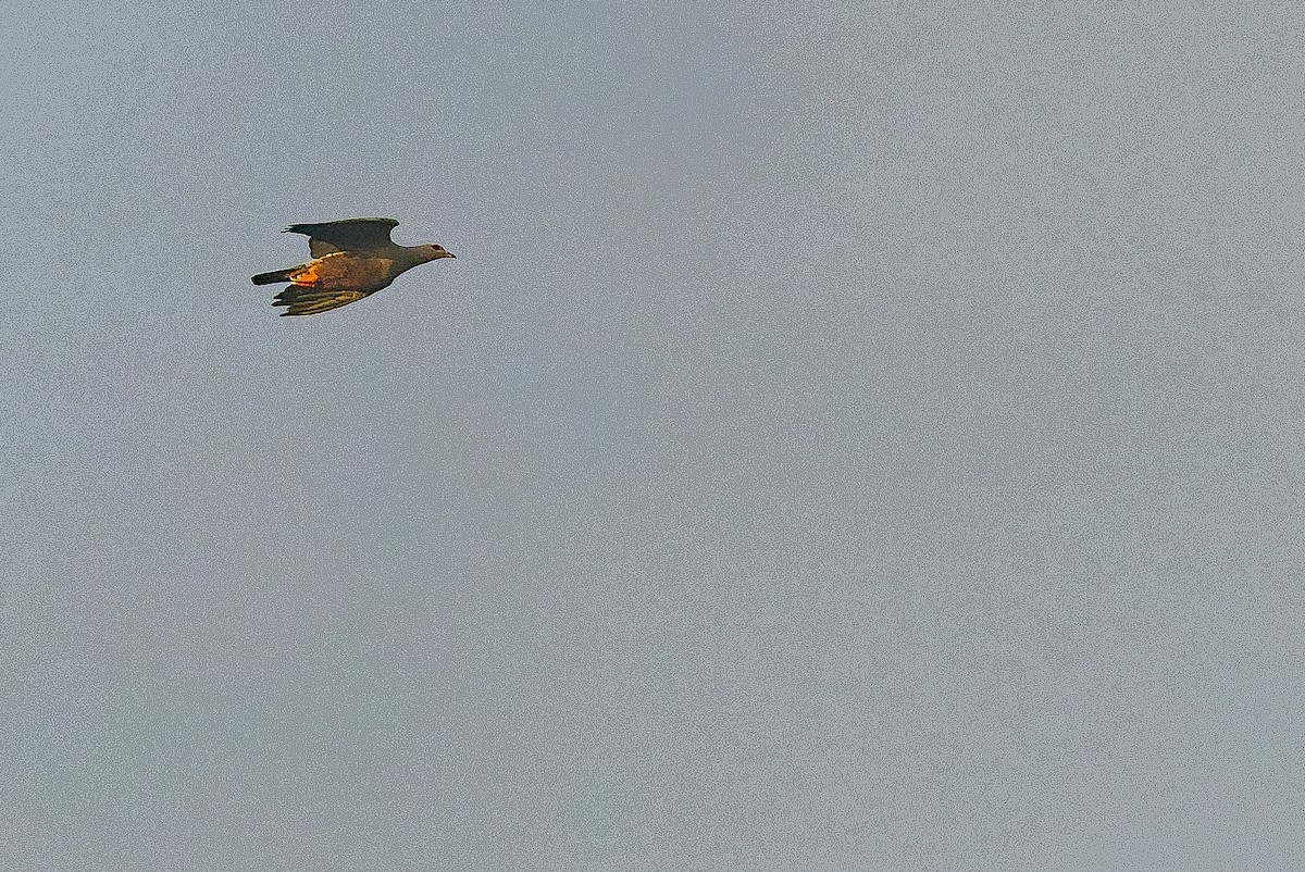 holub stromový (ssp. pinon/jobiensis) - ML616550966