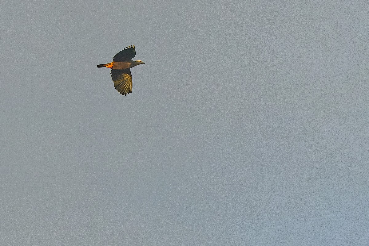 holub stromový (ssp. pinon/jobiensis) - ML616550968