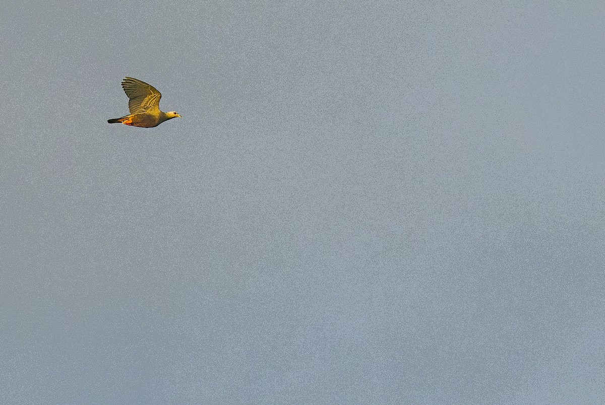 holub stromový (ssp. pinon/jobiensis) - ML616550969