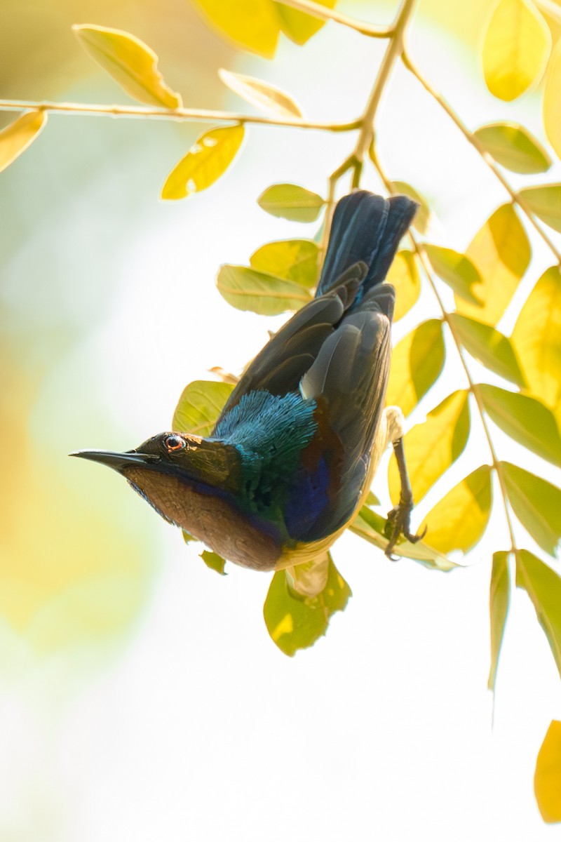 Brown-throated Sunbird - Chonmapat Chamnarnphol