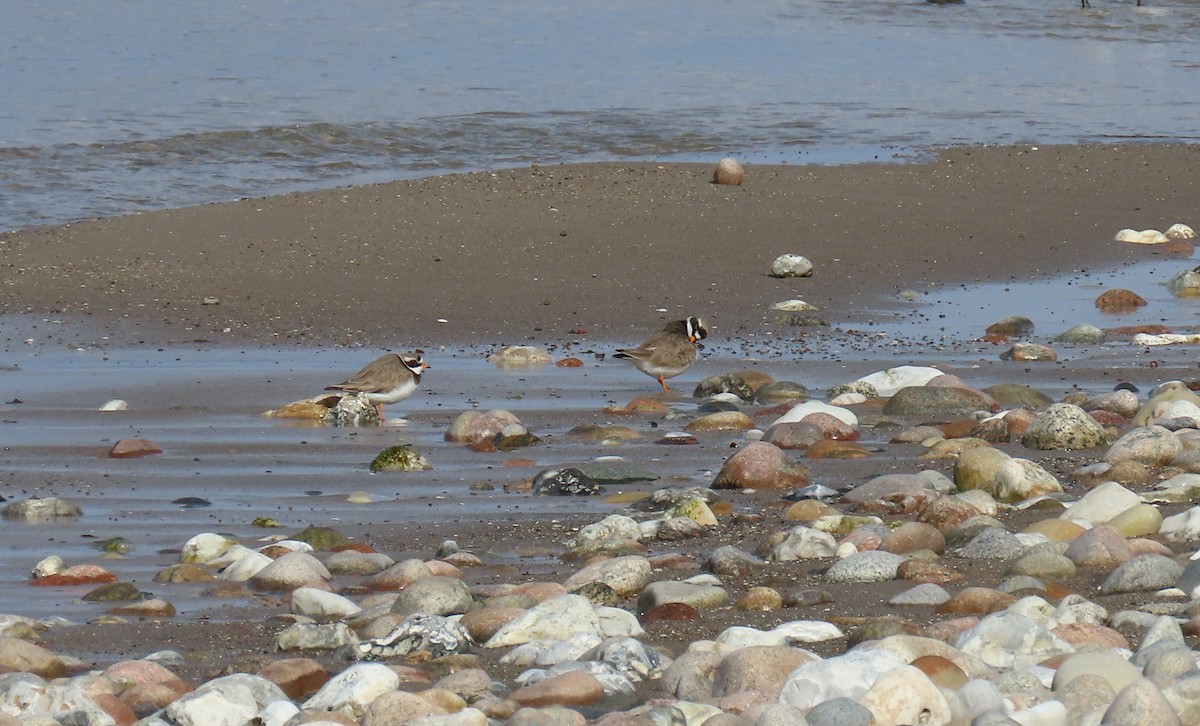 Common Ringed Plover - ML616551258
