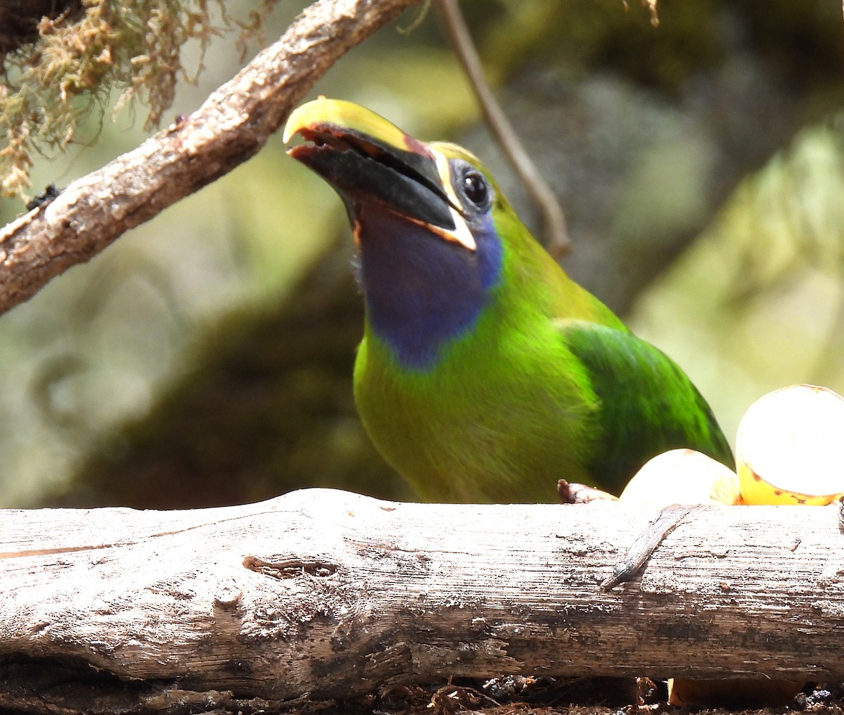 Northern Emerald-Toucanet (Blue-throated) - ML616551295